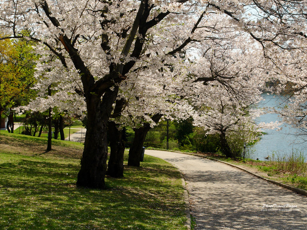 Sakura Park Desktop Wallpaper Spring Background