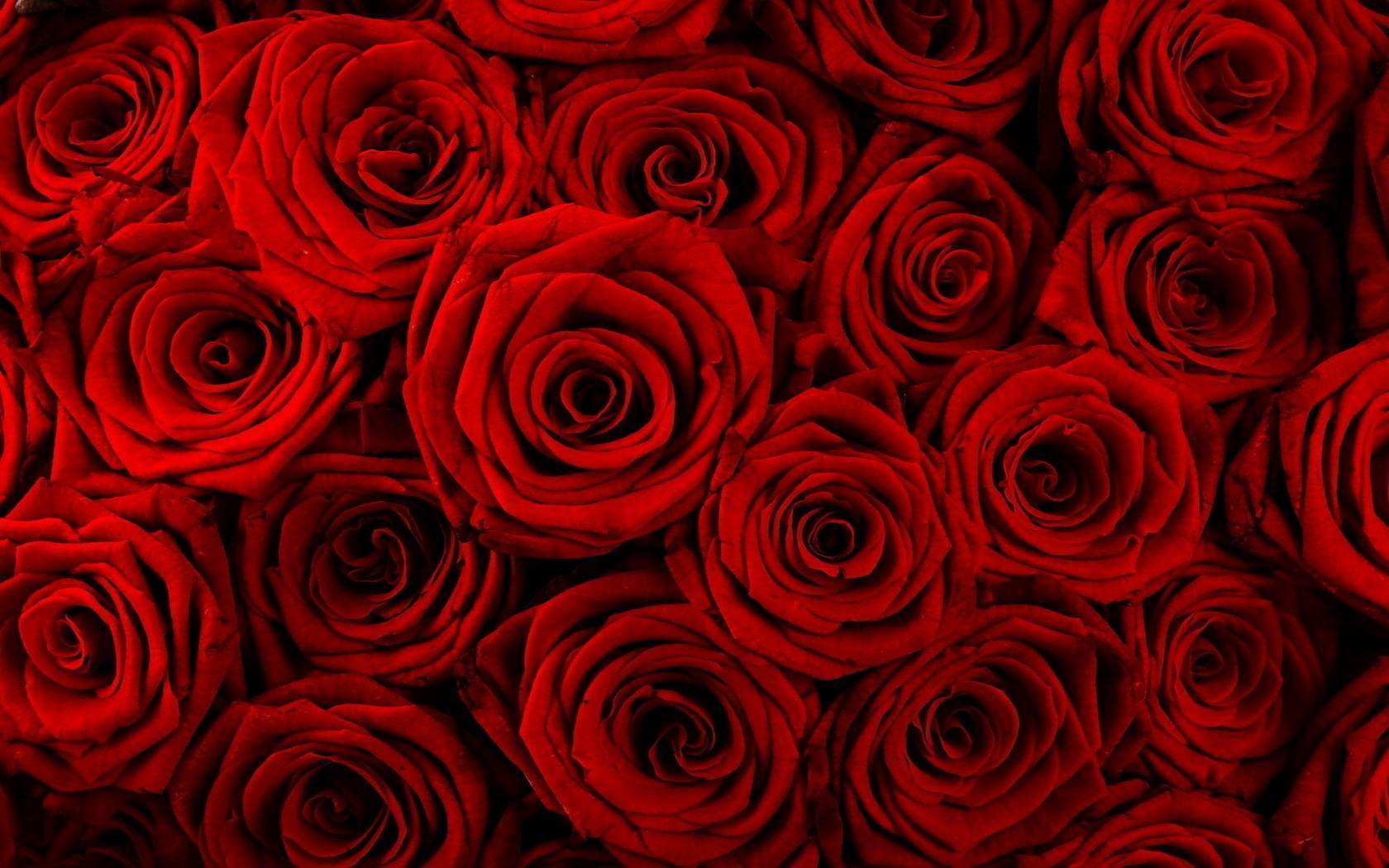 Free Download Red Rose Flower Backgrounds 1680x1050 For Your Desktop