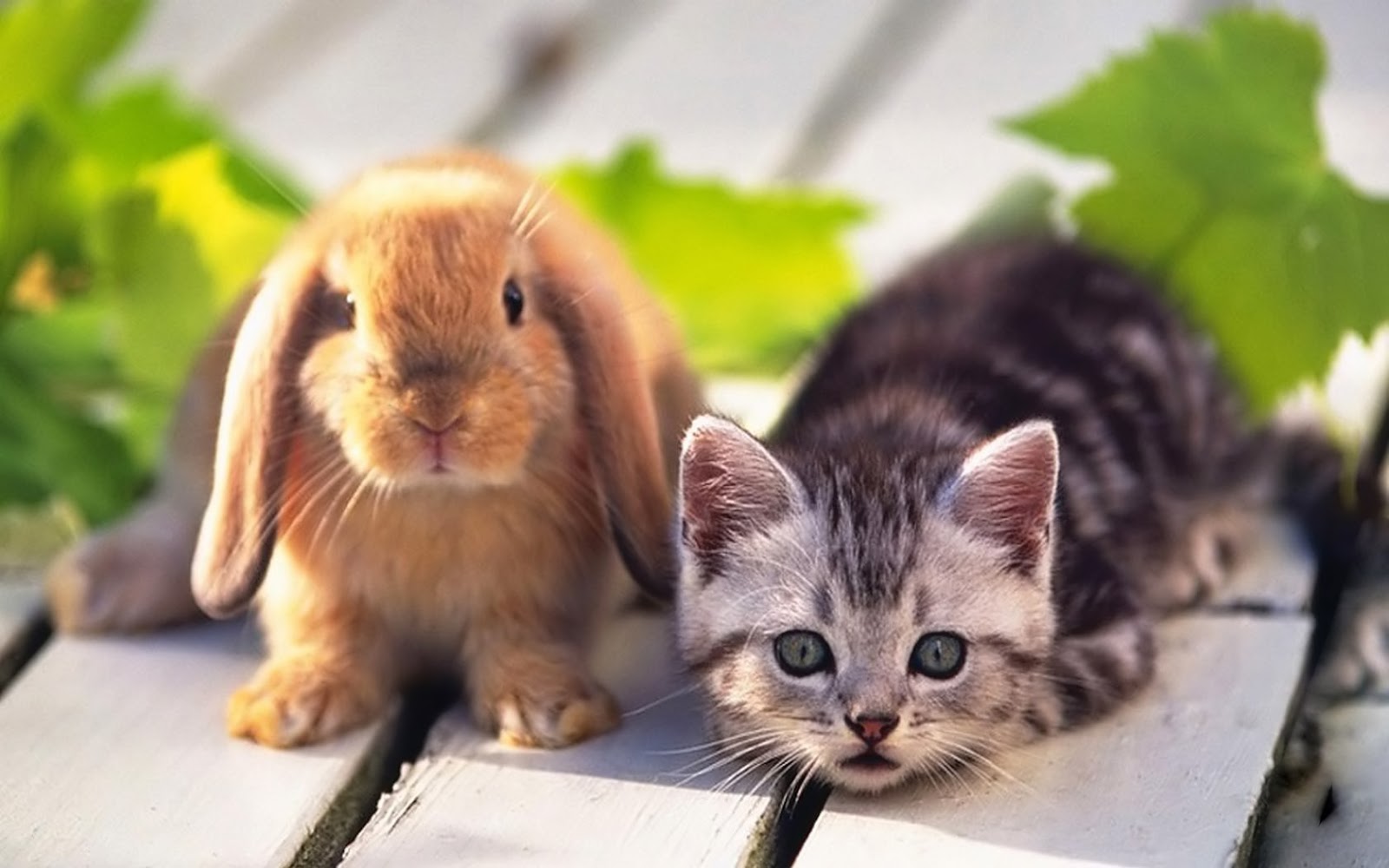 Cute Rabbits Photos