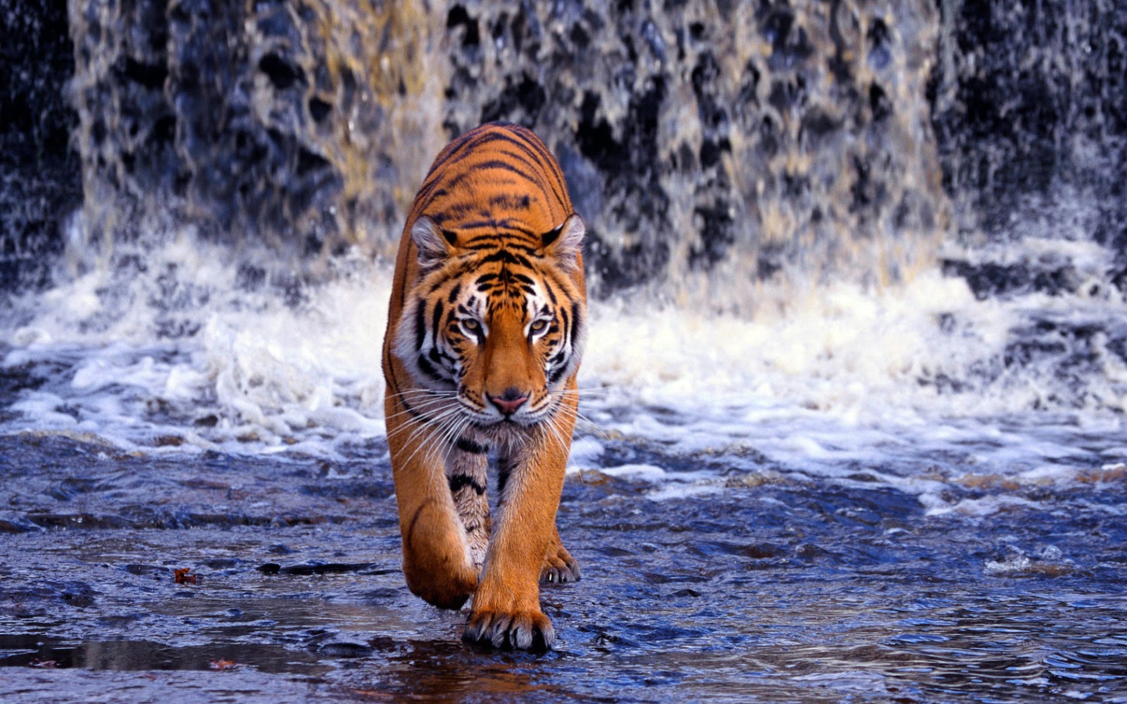 Bengal Tigers Latest Hd WAllpapers 2013 Top hd animals