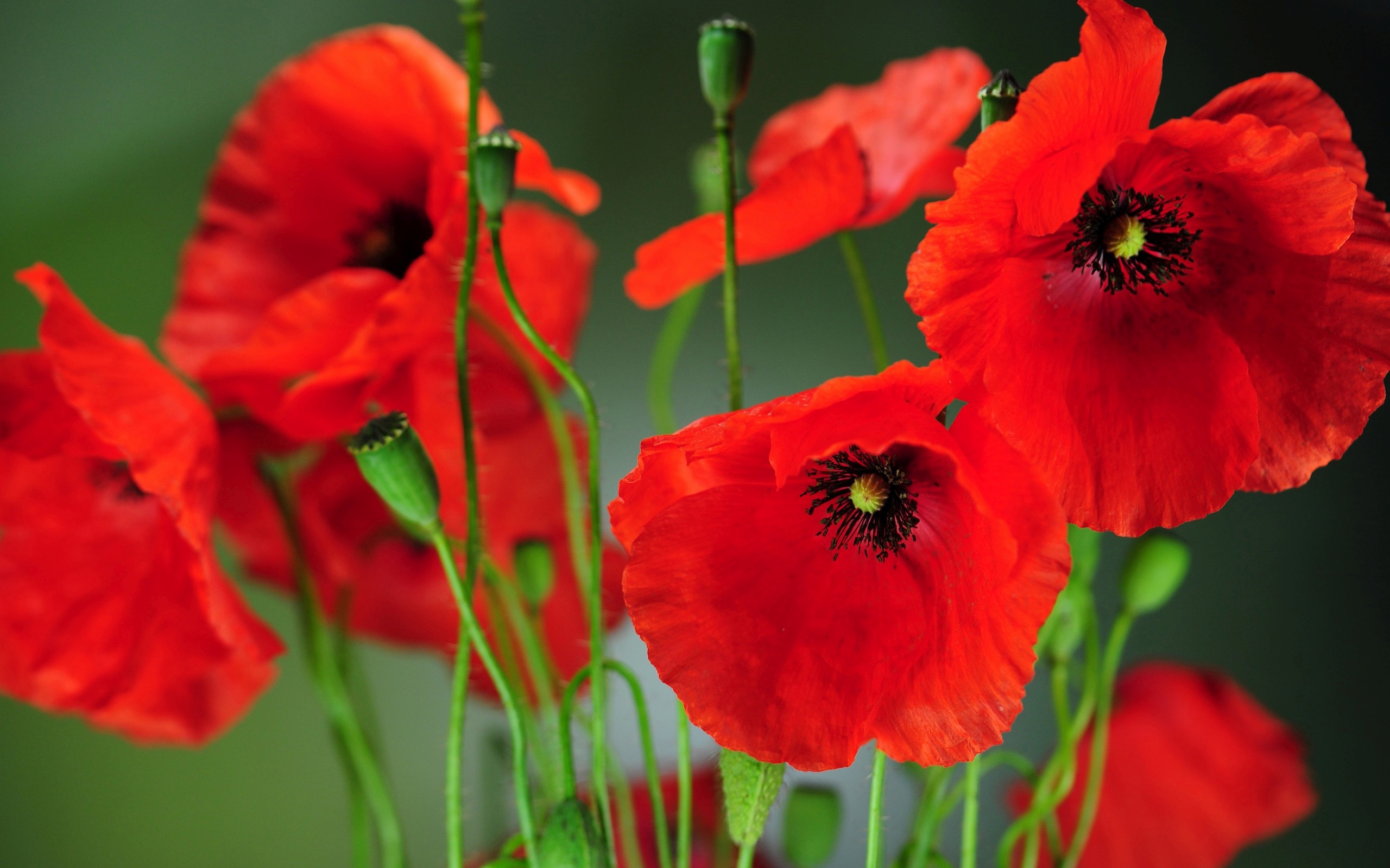 42 Wallpaper With Poppies