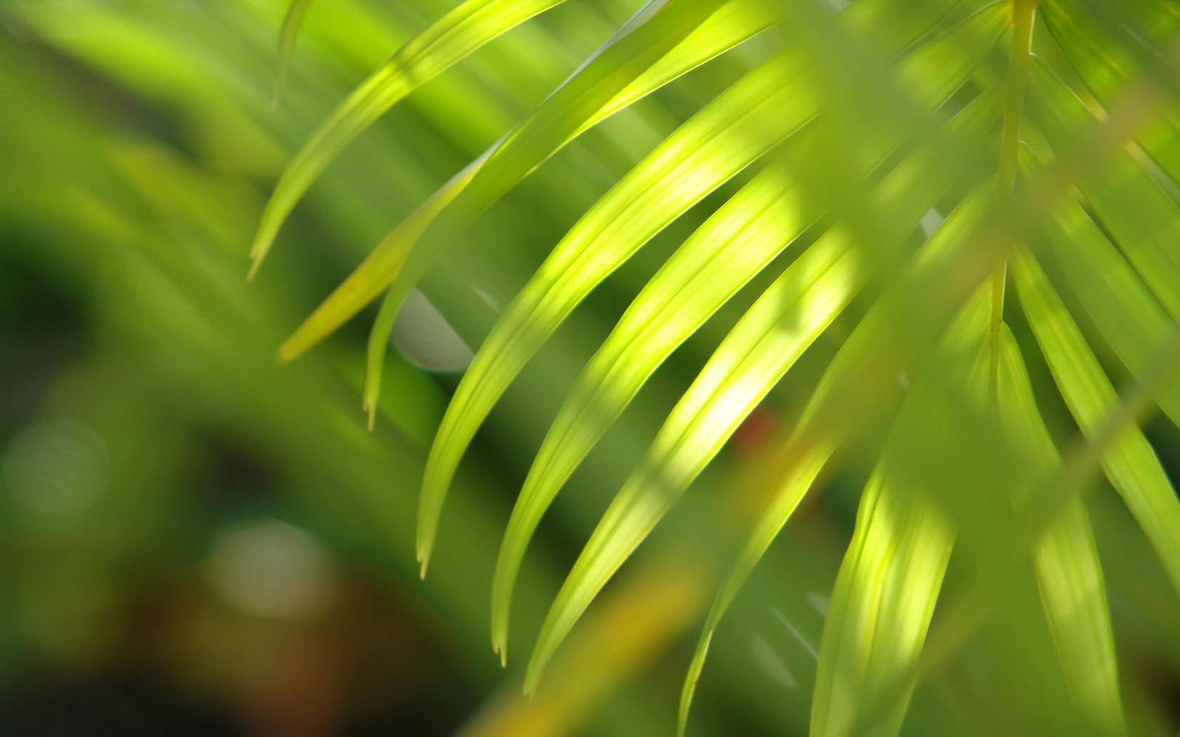 Bright Palm Leaf Desktop and mobile wallpaper Wallippo