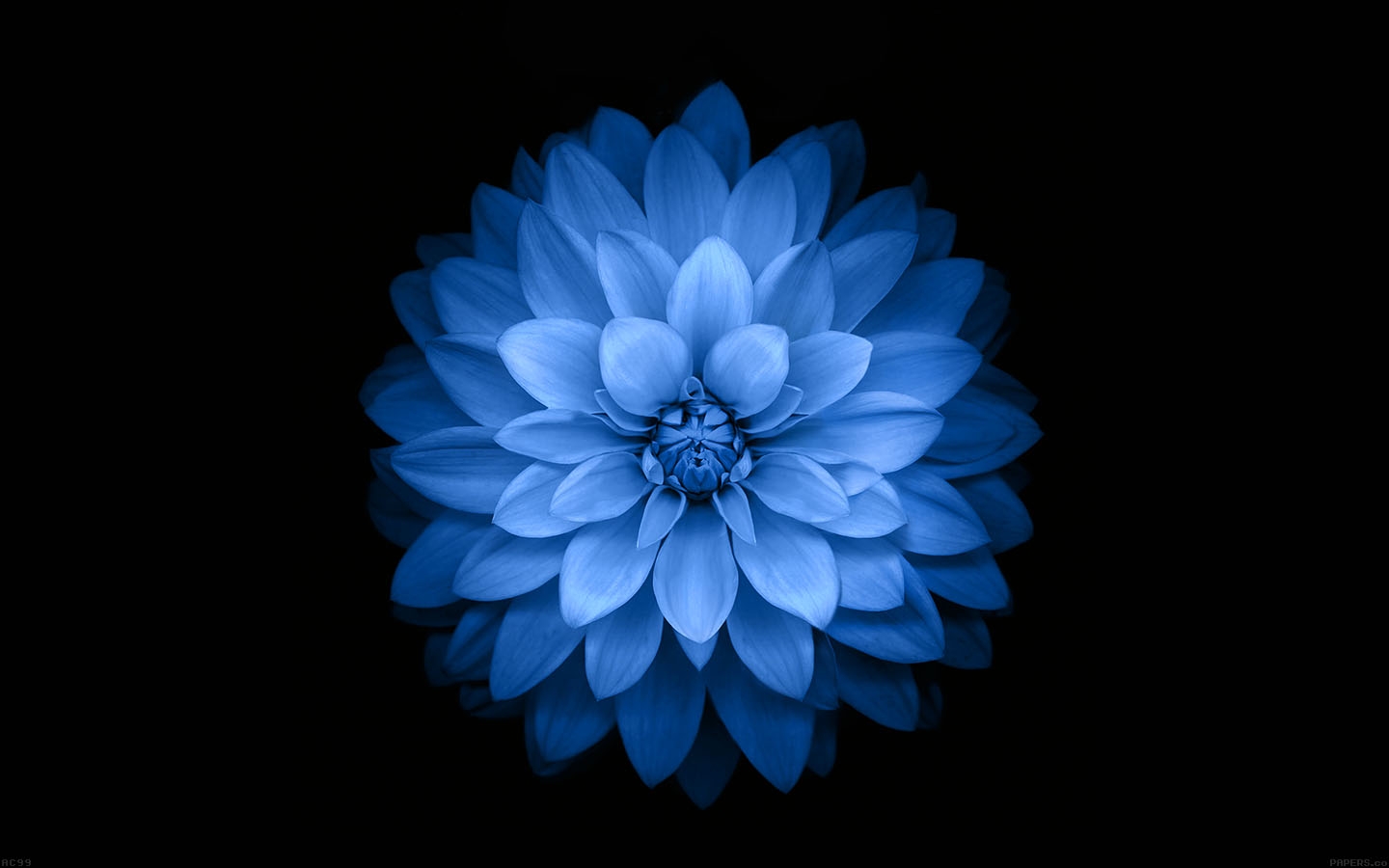 Apple iPhone Blue Lotus Flower Wallpaper HD Widescreen Background