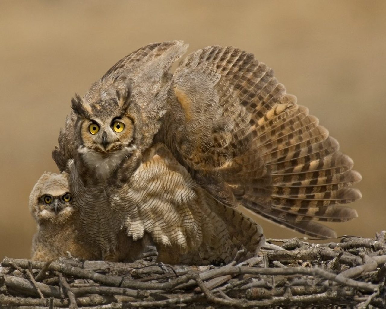 Cute Baby Owls Wallpaper Ing Gallery For Owl