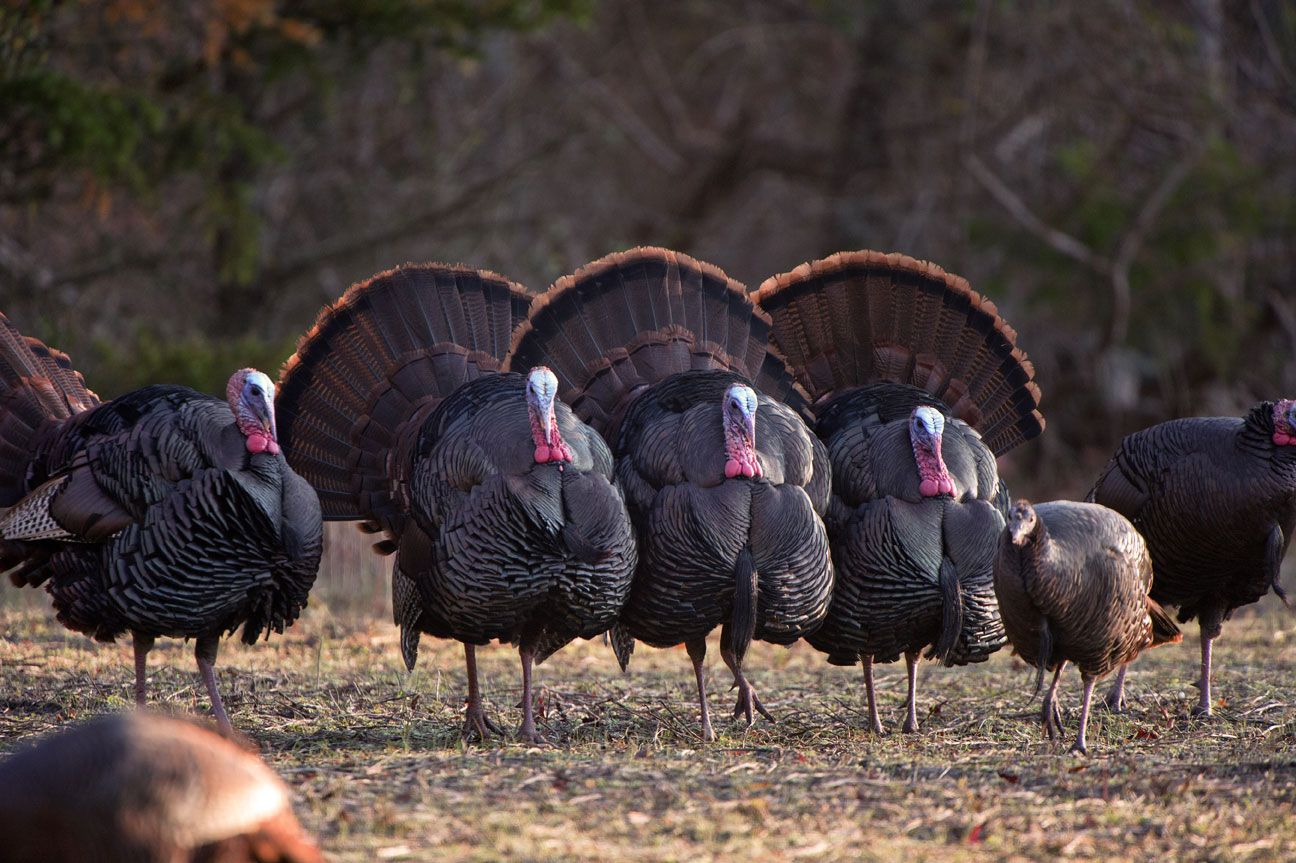Once Quite Rare Wild Turkeys Are A Great Wildlife Management Success