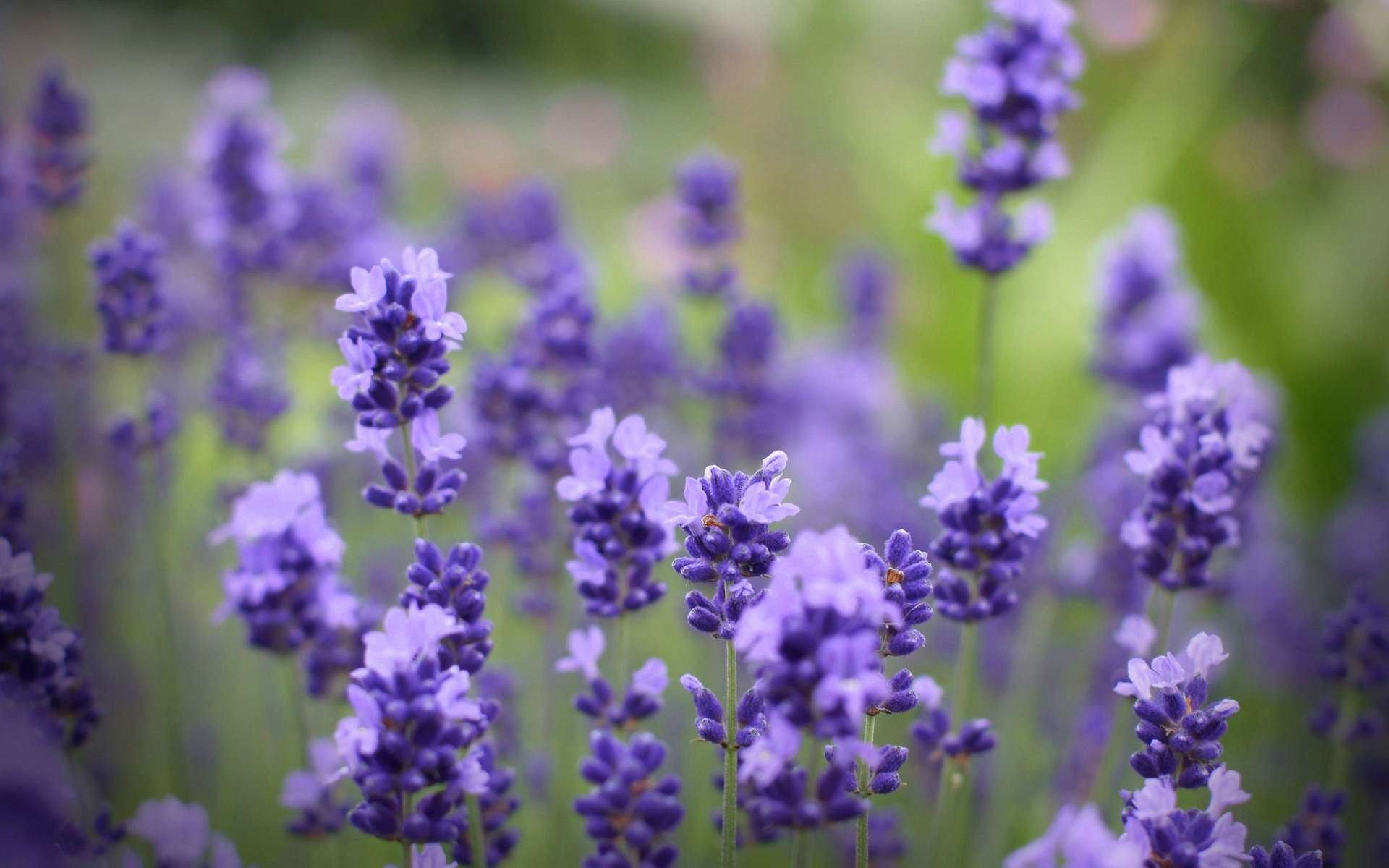 Lavender Flowers HD Wallpaper