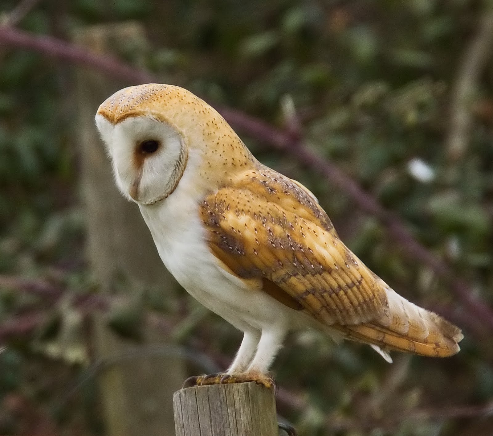 Bella The Barn Owl Owls Are Nocturnal Predators With Amazing