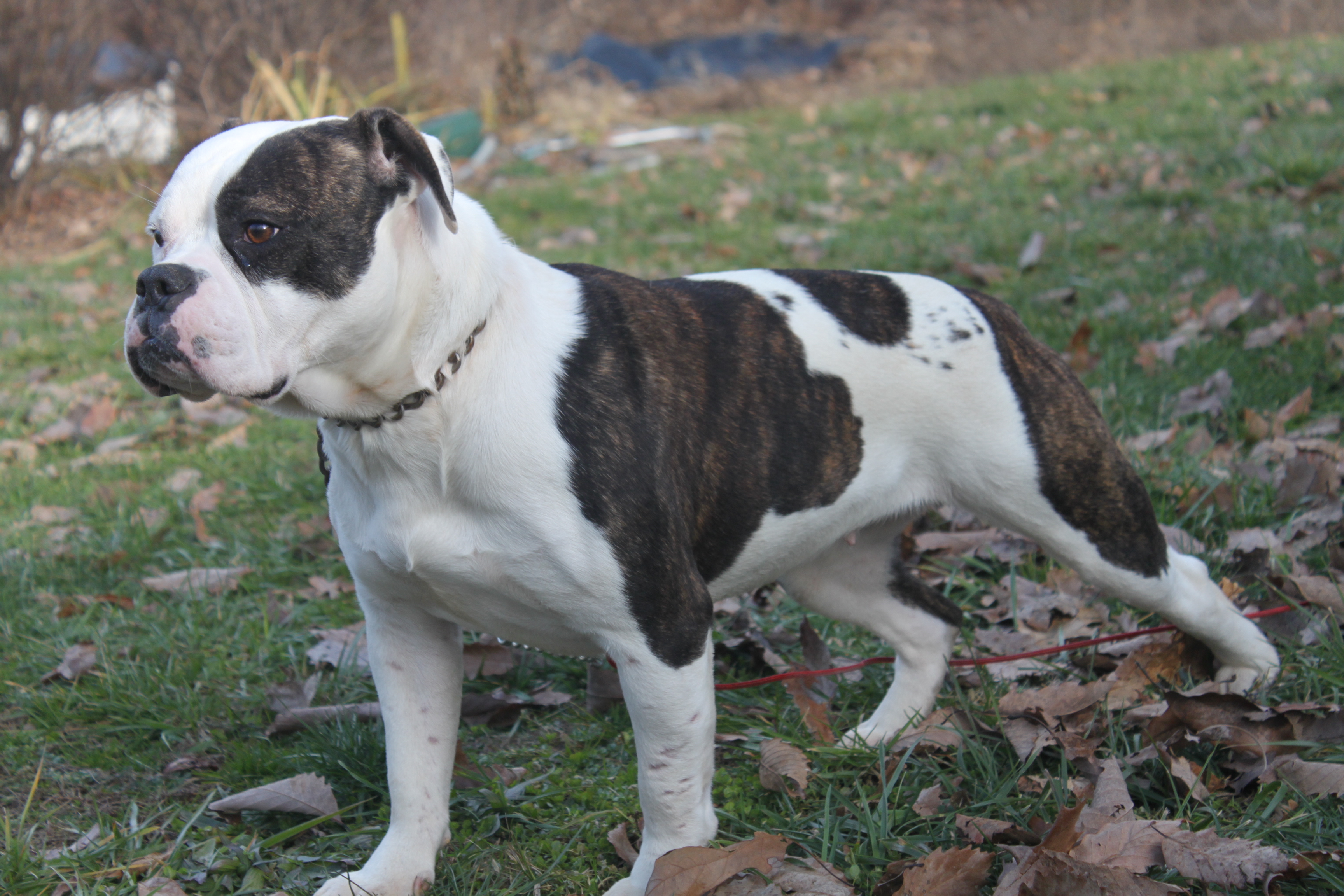 Olde English Bulldogge