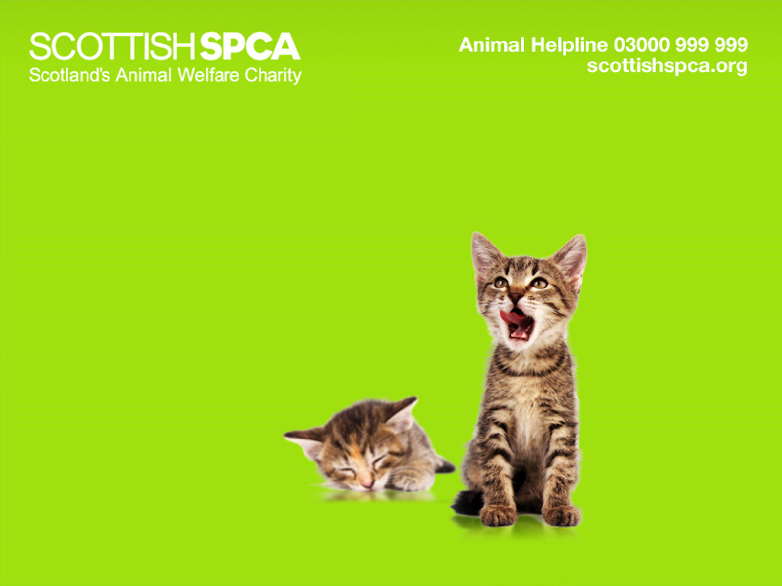 Sspca Kitten Wallpaper Against Animal Cruelty