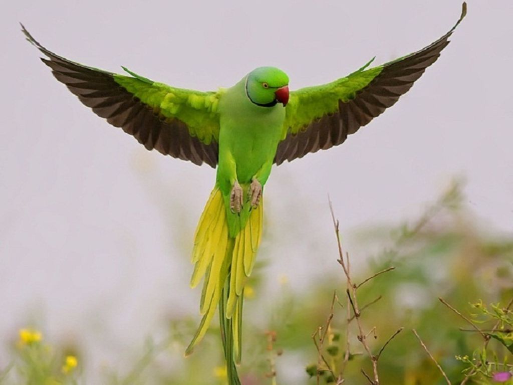 Parrot Wallpaper HD Pictures Image Background