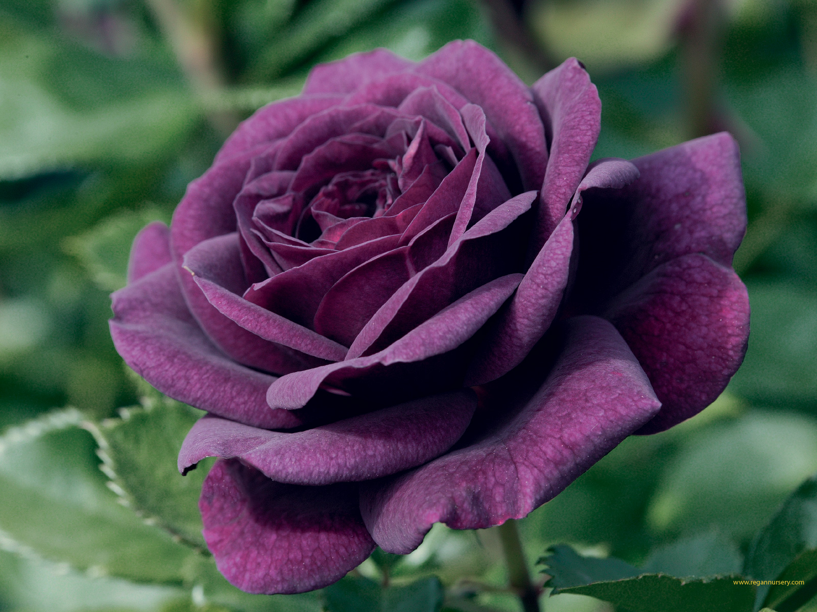 Black Rose Wallpaper Love Purple