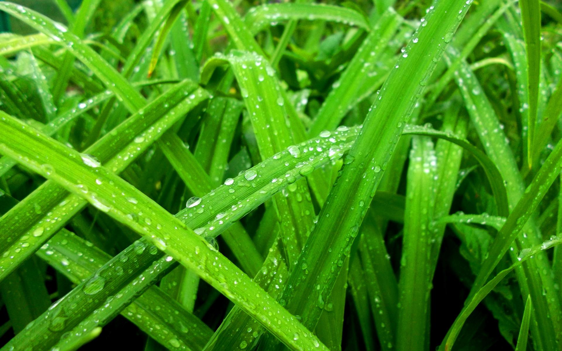  water drops green grass color rain spring seasons wallpaper background