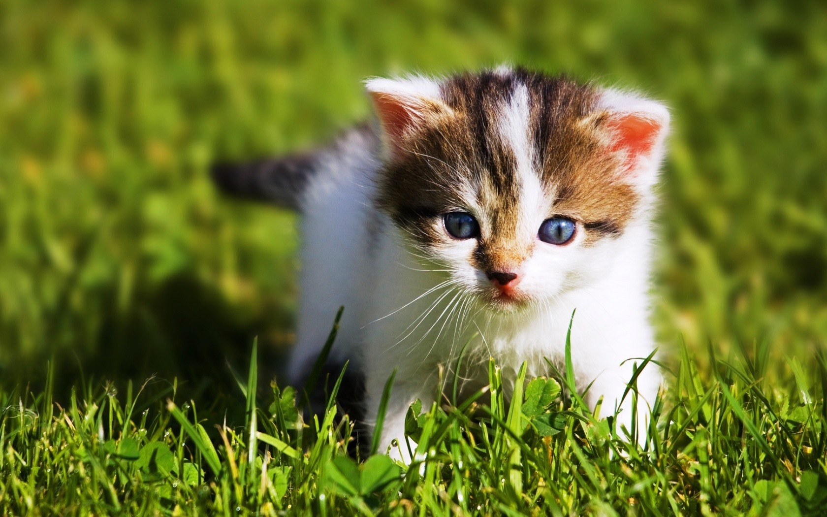 Wallpaper Baby Cat In Grass Background HD