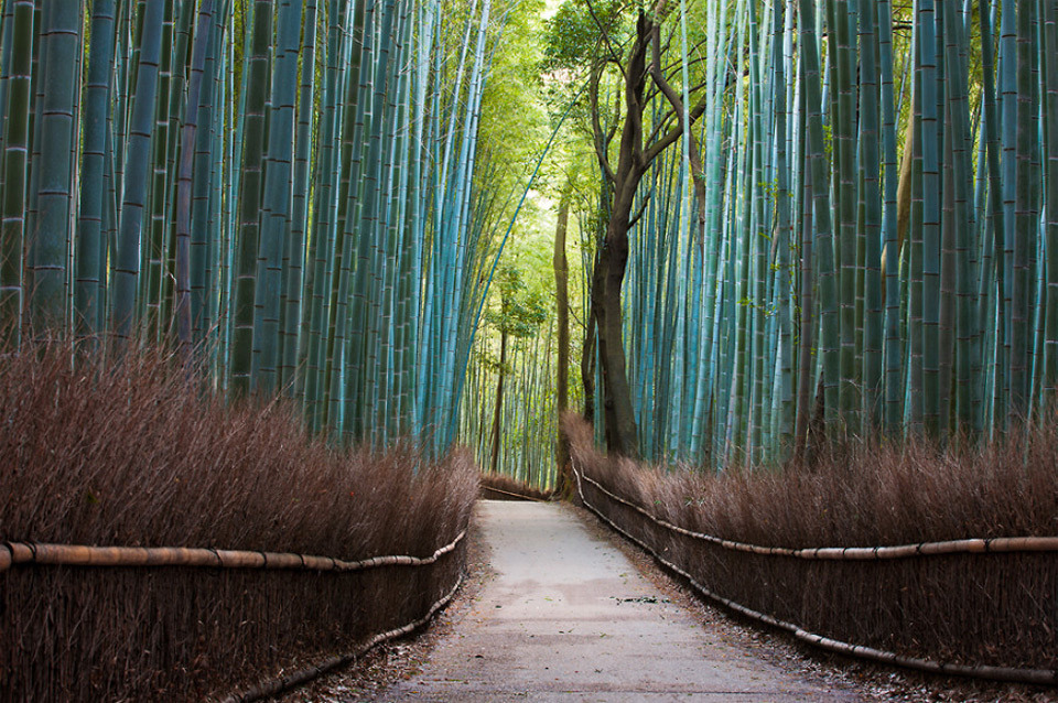 Bamboo Forest Desktop Wallpaper Pictures Photos