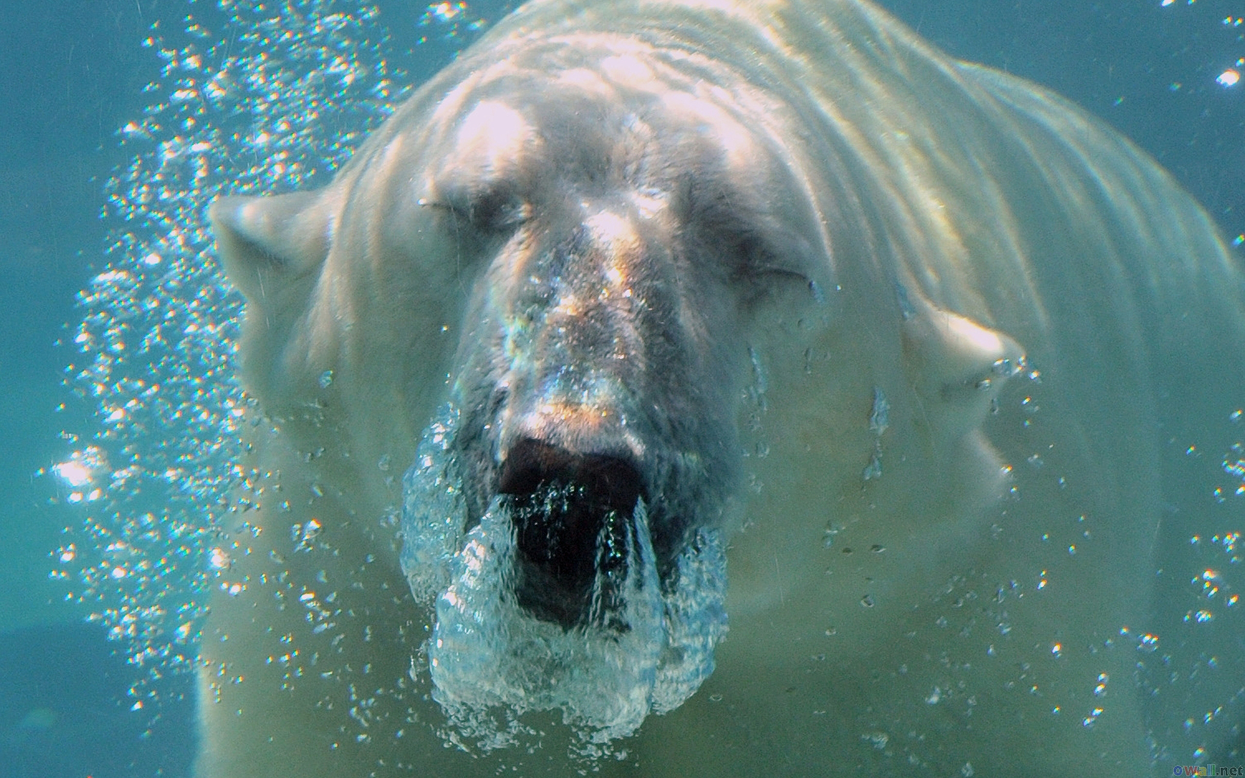 Polar Bear Underwater Wallpaper HD Girls