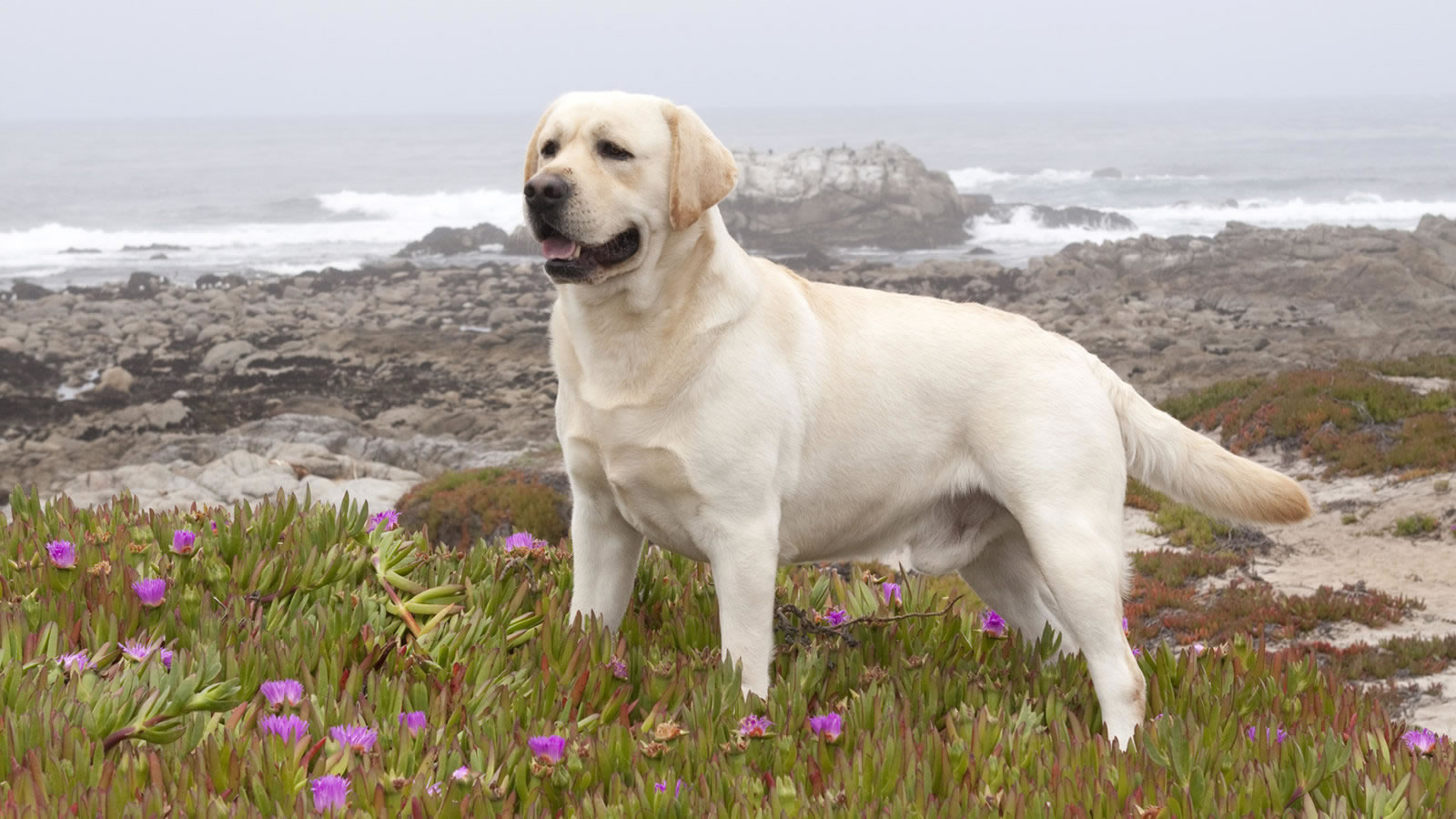 Titled Yellow Labrador Retriever Wallpaper Is Attached To Our Article