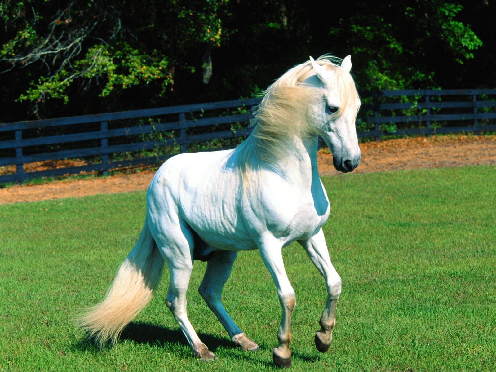 White Horse Galloping In Green Grass Desktop HD Wallpaper