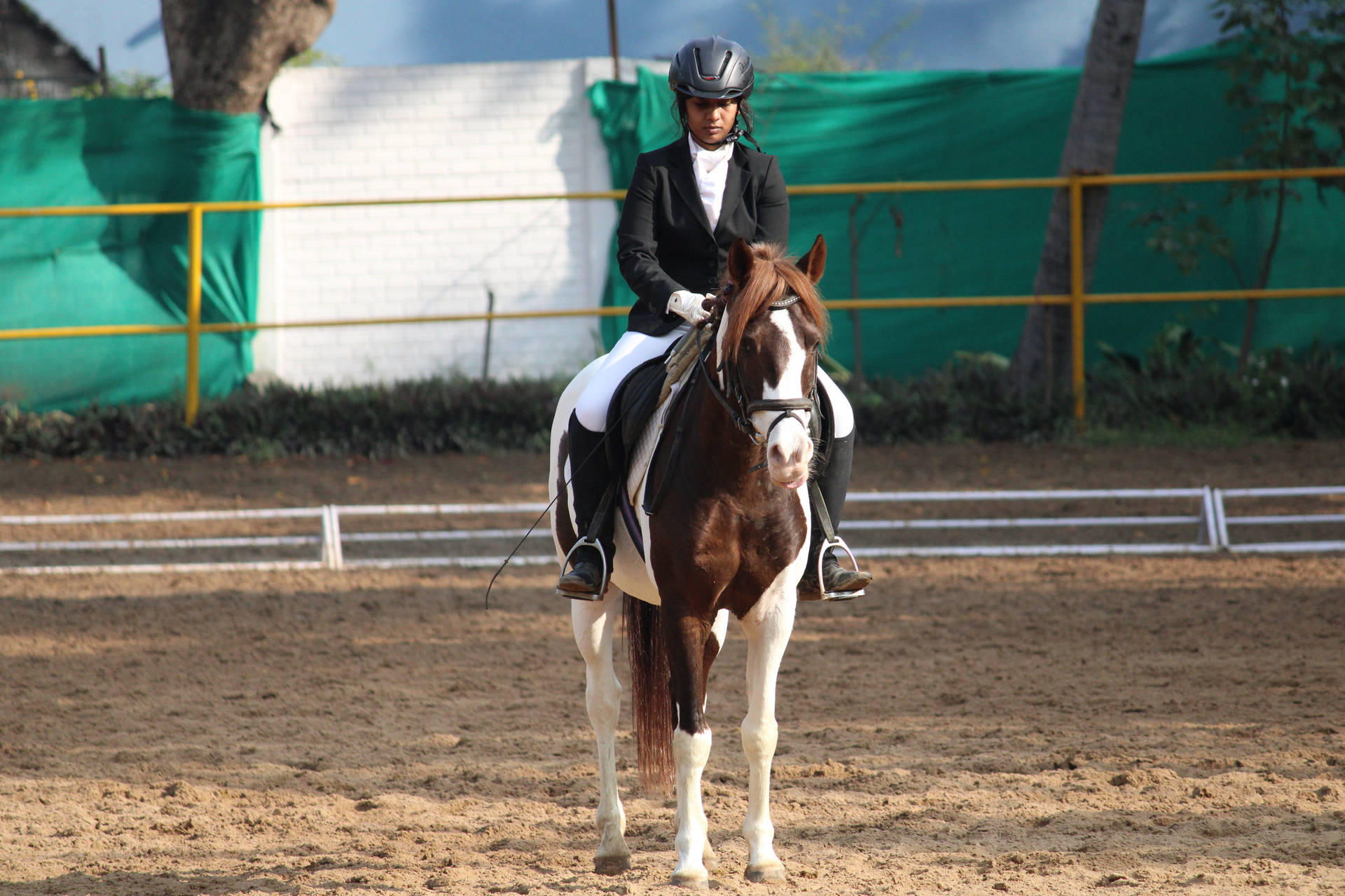 Top Equestrian Wallpaper Full HD 4k To Use