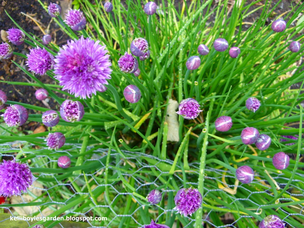 Chive Wallpaper Wednesday Chives Are Starting To Flower