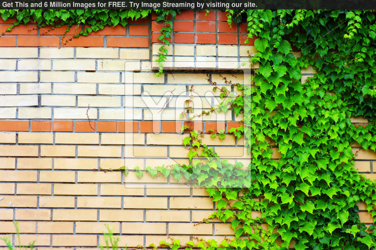 Ivy Brick Wall Wrigley Field Wallpaper Interior