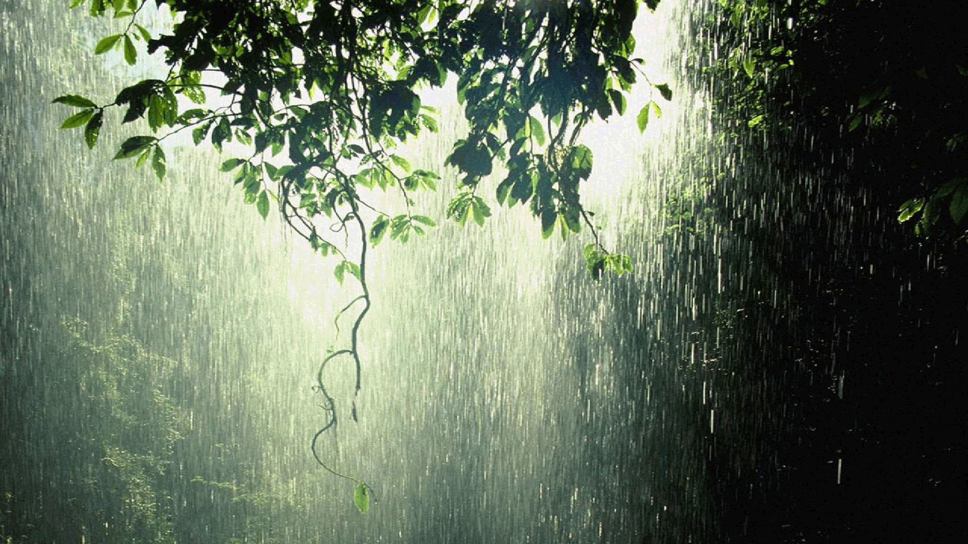 Lush green leaves frame a backdrop of heavy rain in a tropical forest, creating a serene and refreshing rainy wallpaper