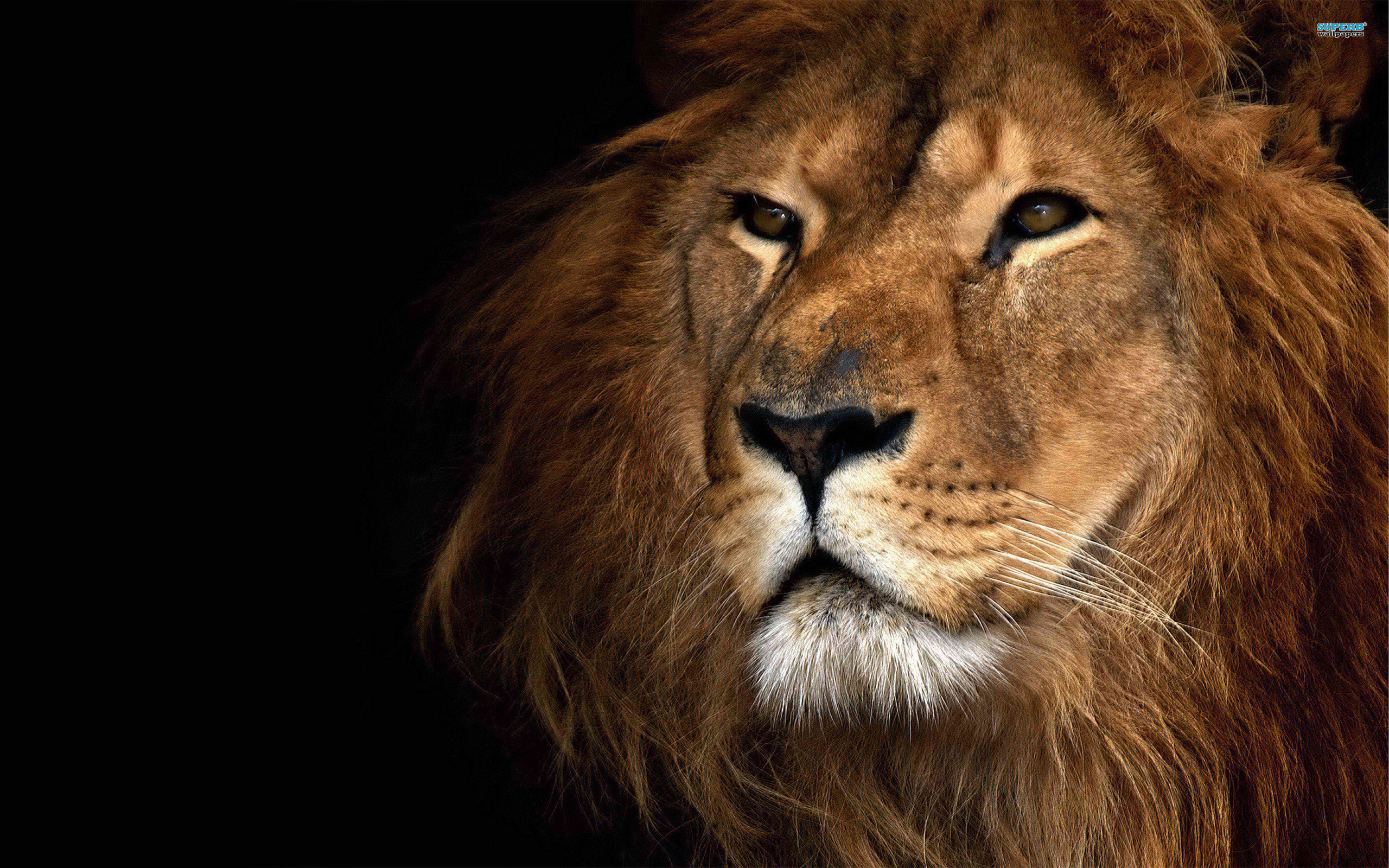 Lion Wallpaper Desktop