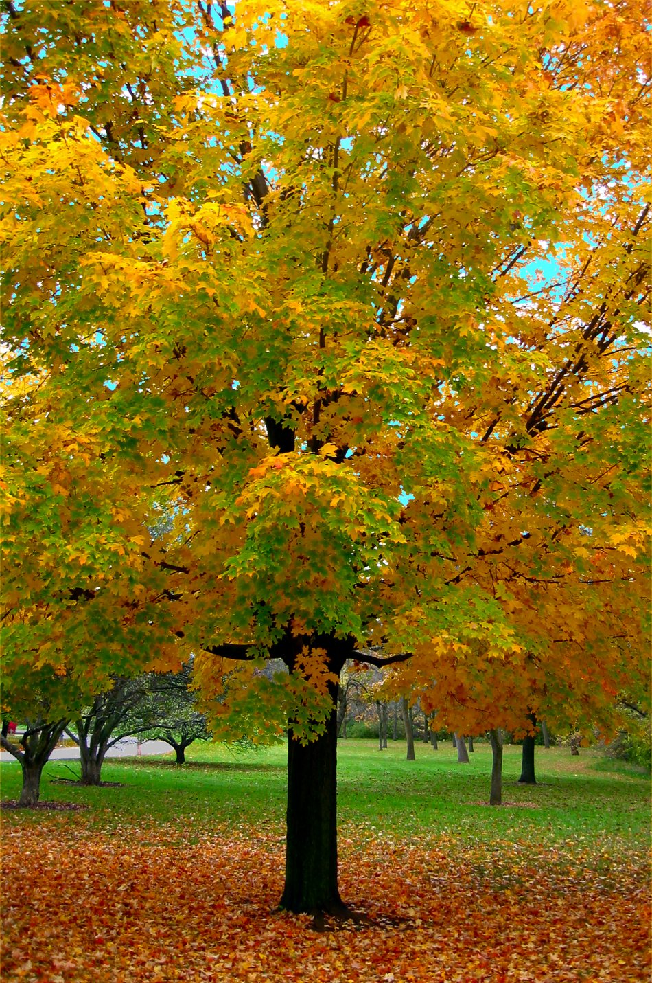 Fall Tree And Leaf Photos From Milwaukee Wi A Mellow Autumn