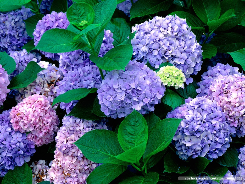 Pics Photos Blue Hydrangea Flowers Wallpaper