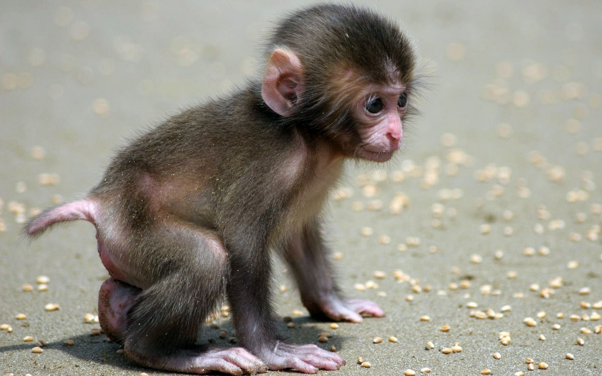 Baby Monkey Cute Walking Little Desktop Wallpaper