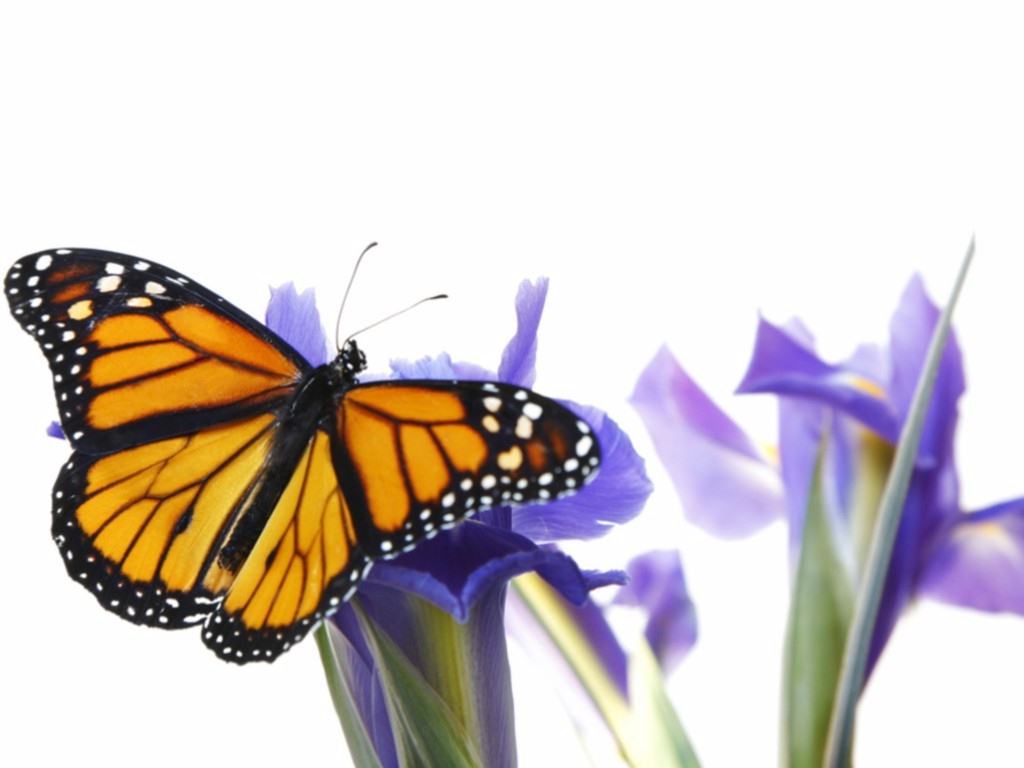 Monarch Butterfly Background Wallpaper HD Background