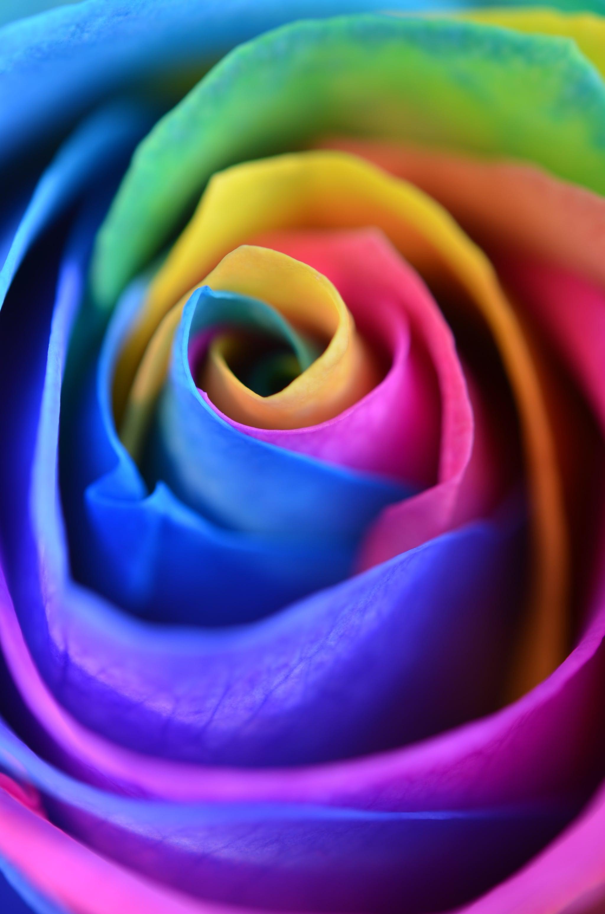 Valentine S Day Wallpaper Rainbow Rose The Dreamiest iPhone