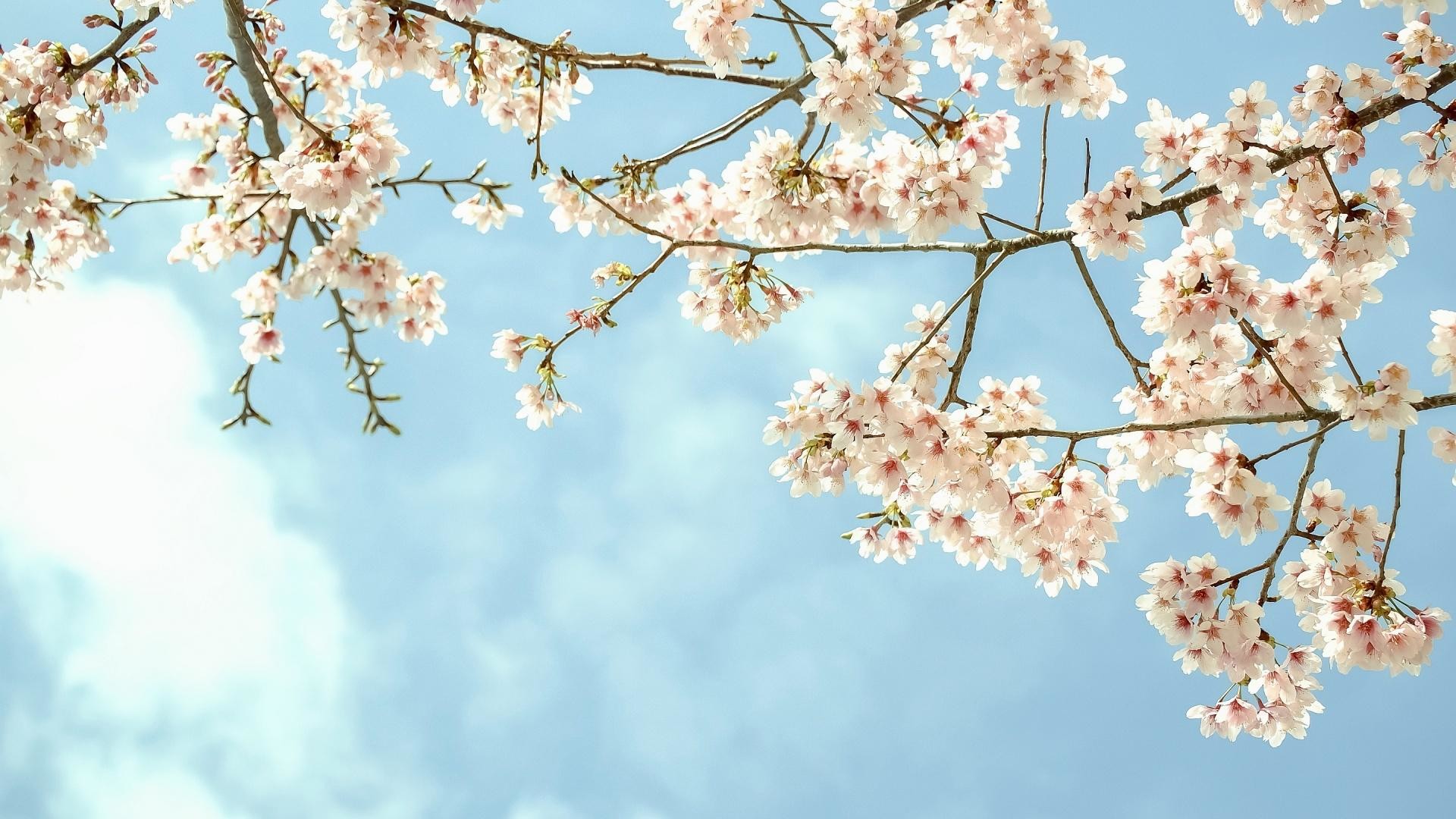  Hd Spring Wallpapers on WallpaperPlay