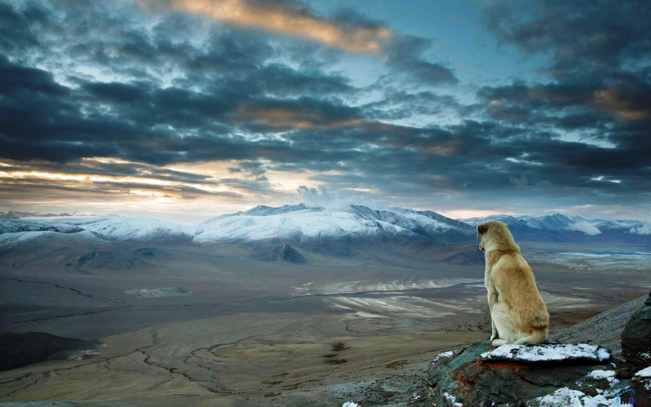 Wallpaper Dog Overlooking The Himalayan X