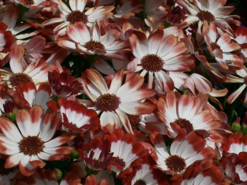 Brown And White Flowers Wallpaper HD