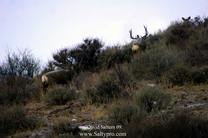 Go Back Gallery For Mule Deer Wallpaper Desktop