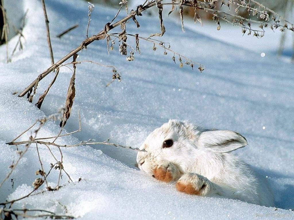 Snow Bunny Snow Bunny Wild Animals Wallpaper