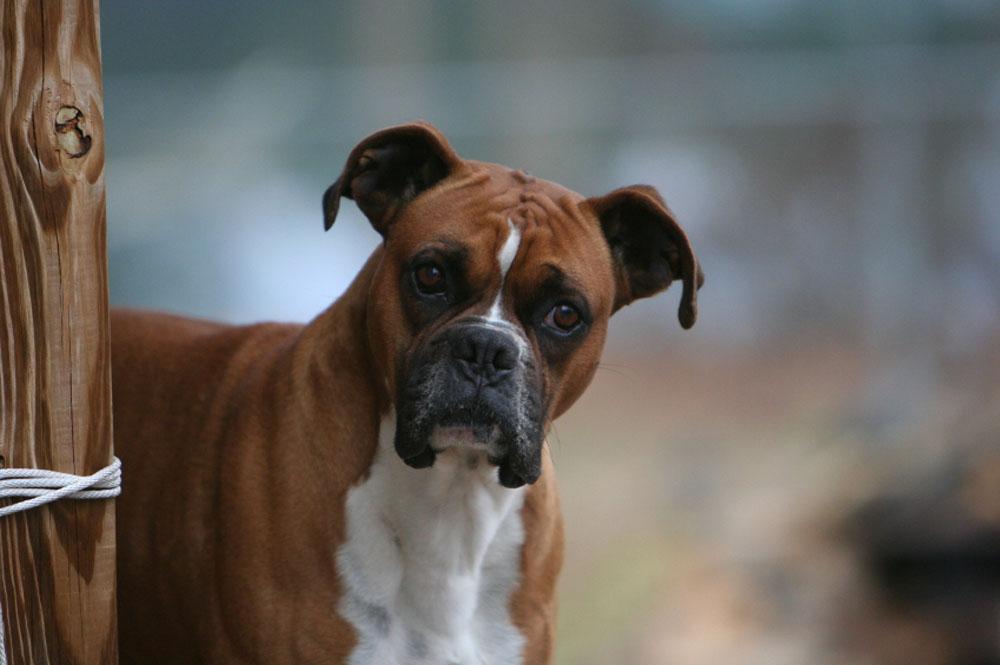 Boxer Dog Perfect HD Wallpapers 2013 All About HD Wallpapers 1000x665