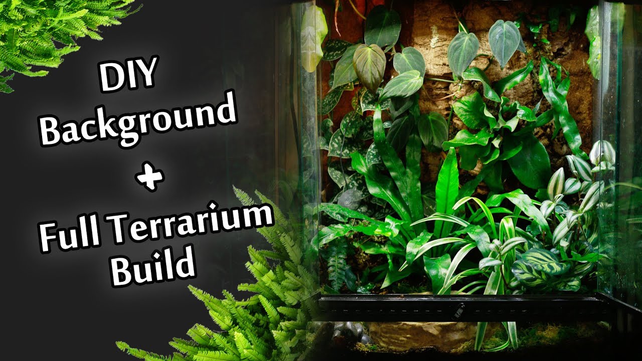 Step By Custom Background Full Bioactive Terrarium Build