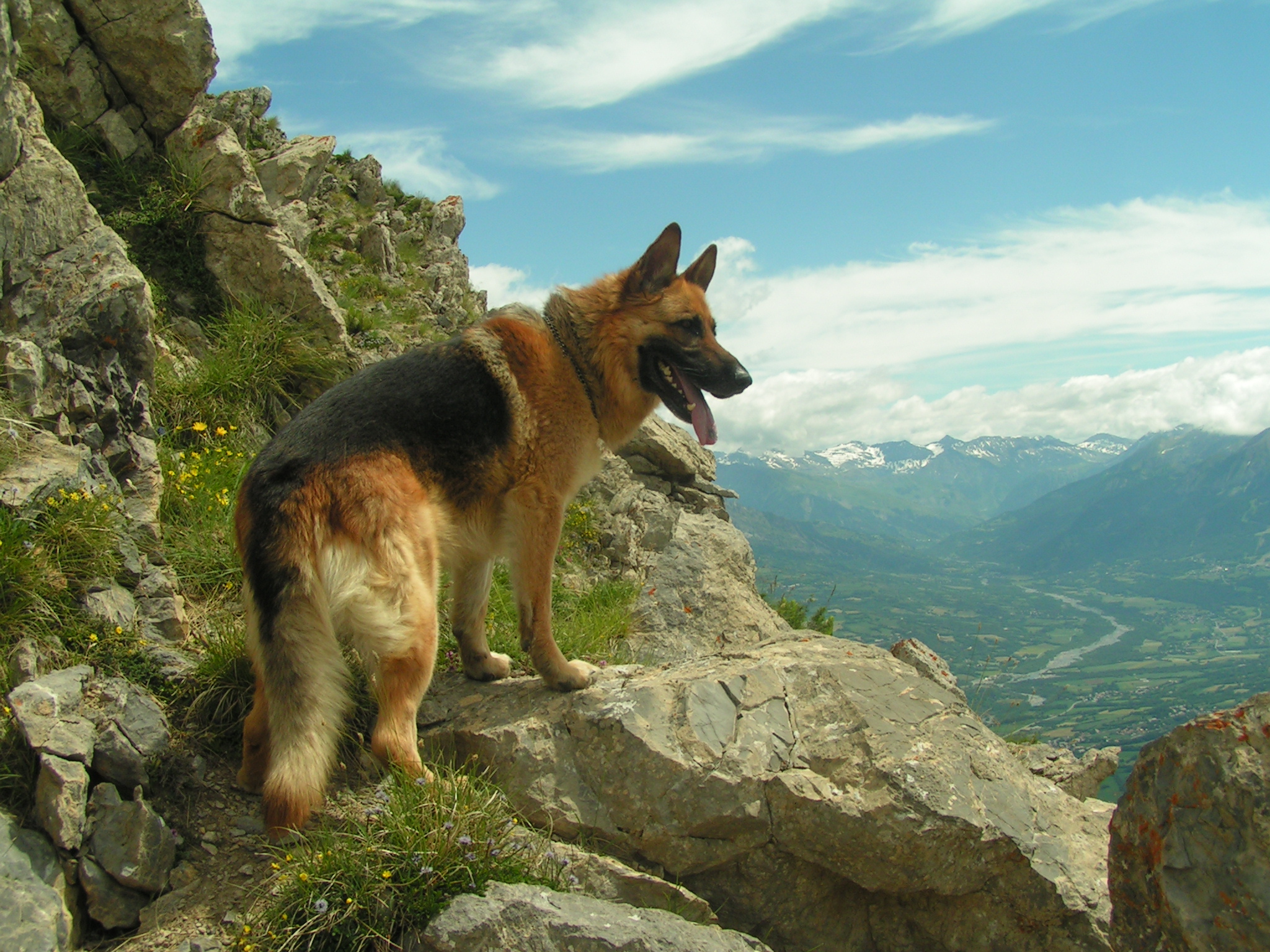 Dog Photos And Wallpaper The Beautiful German Shepherd Pictures