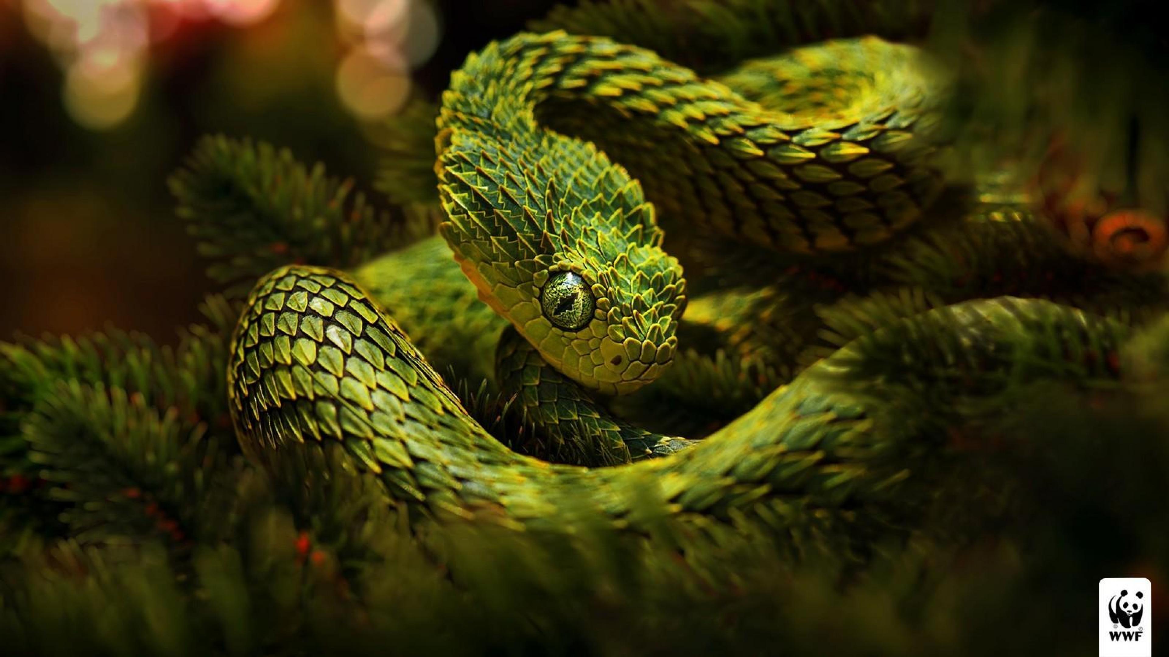 Vipers Green Reptile Snake HD Wallpaper Desktop