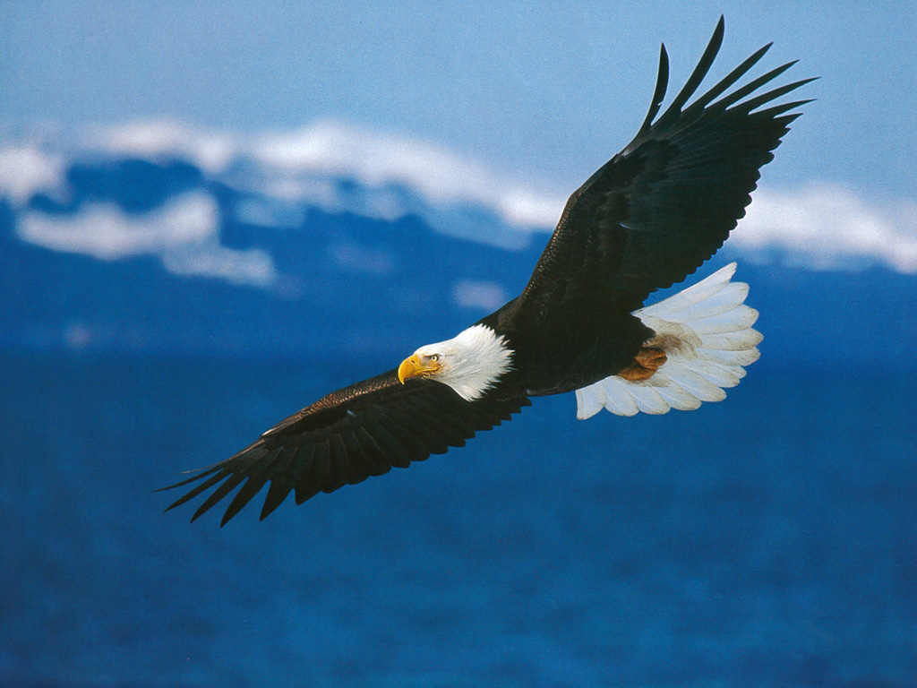 Animals American Bald Eagle In Flight Desktop