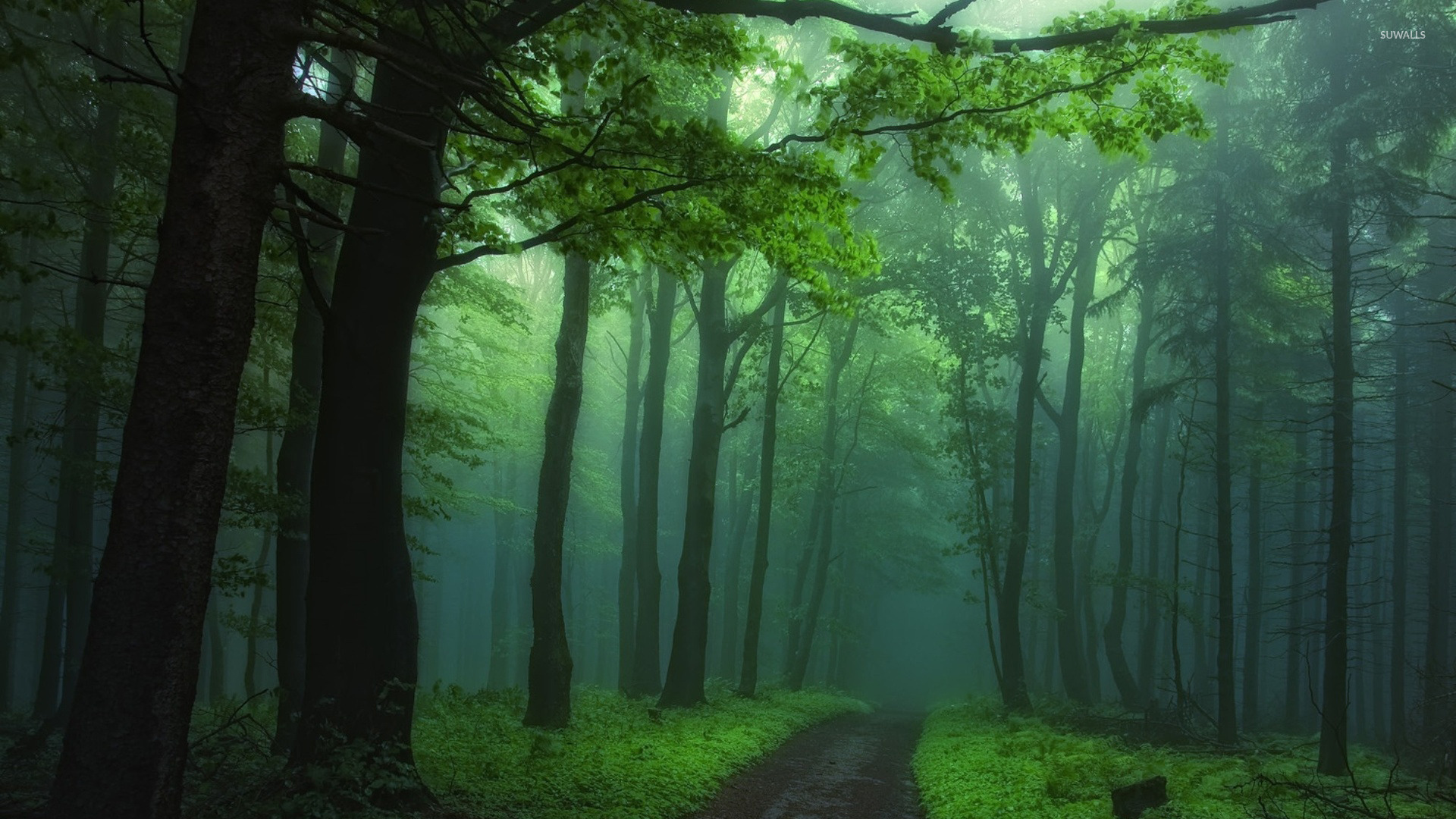 Green Foggy Forest Wallpaper