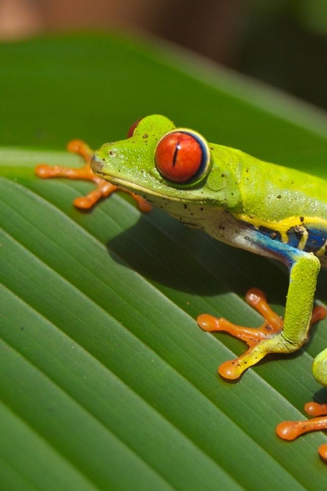For iPhone Animals Wallpaper Red Eyed Tree Frog