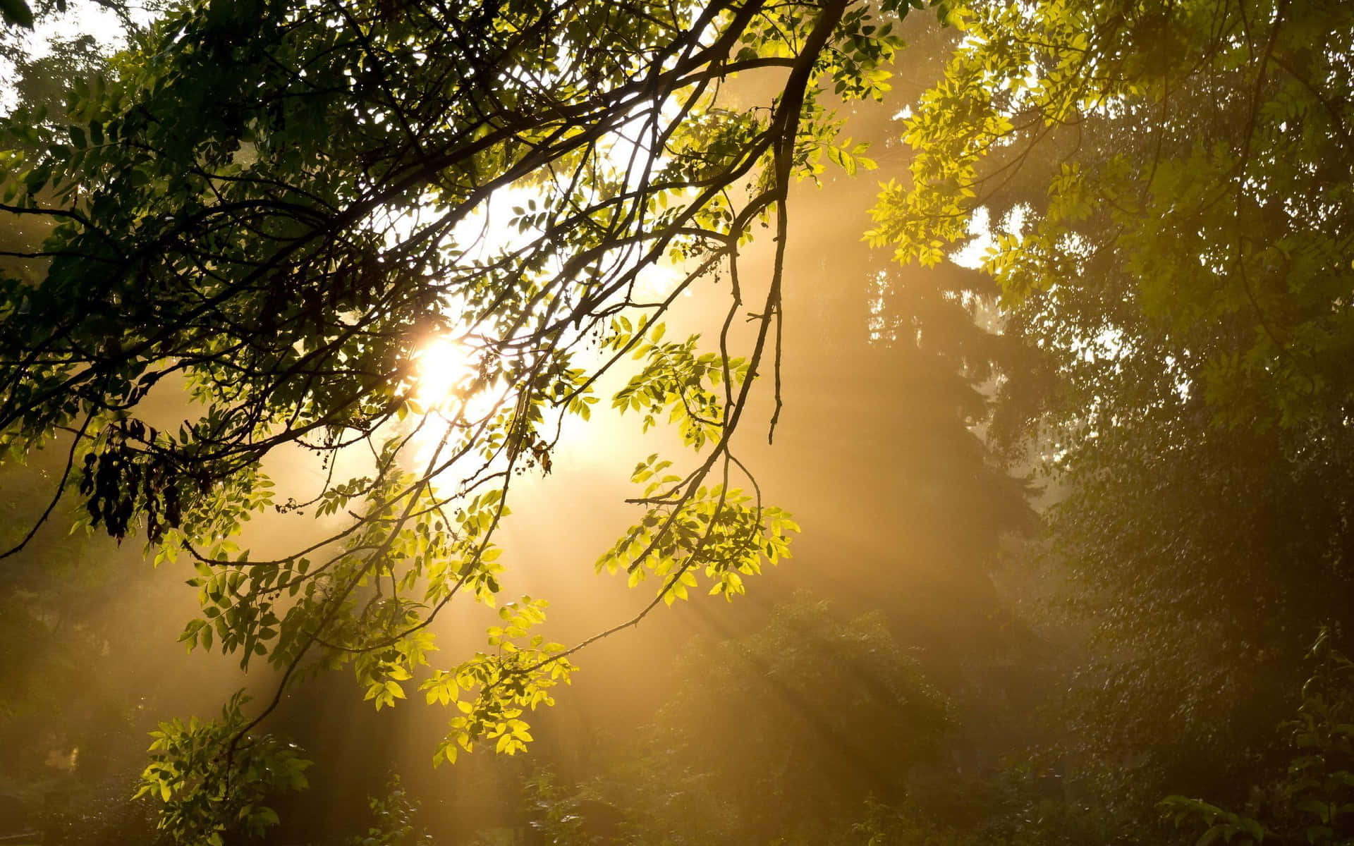 Enjoy The Beautiful Sunshine On A Fall Day Wallpaper
