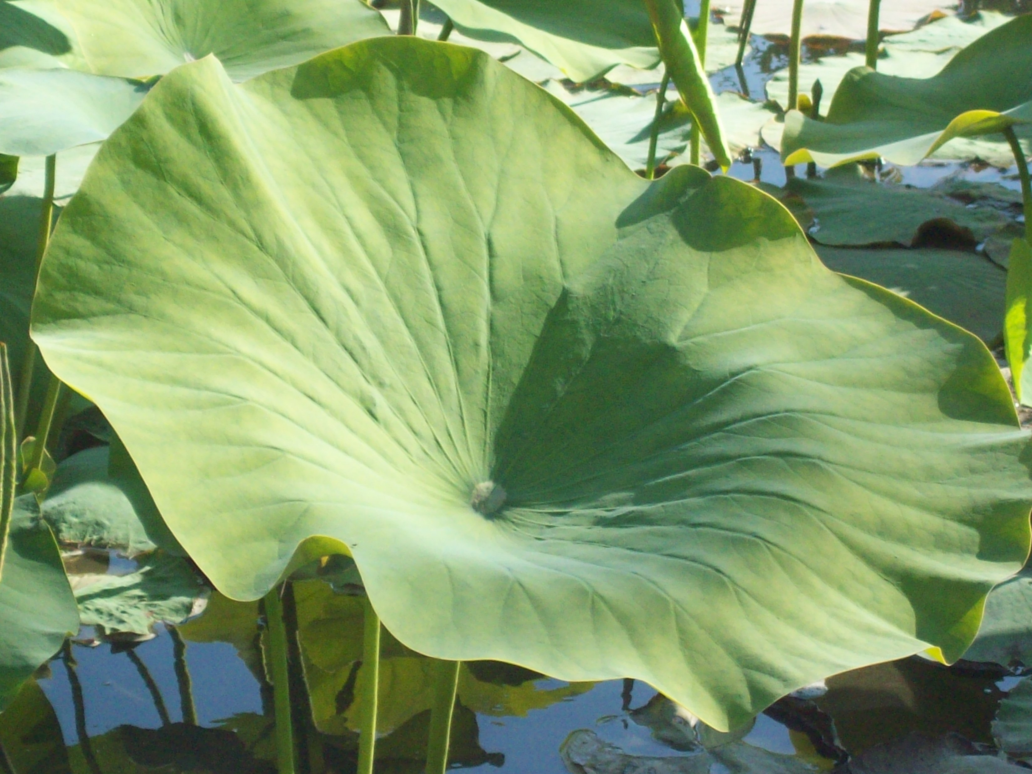 Free Download Lily Pad Leaf Wallpaper Forwallpapercom 3296x2472 Images, Photos, Reviews