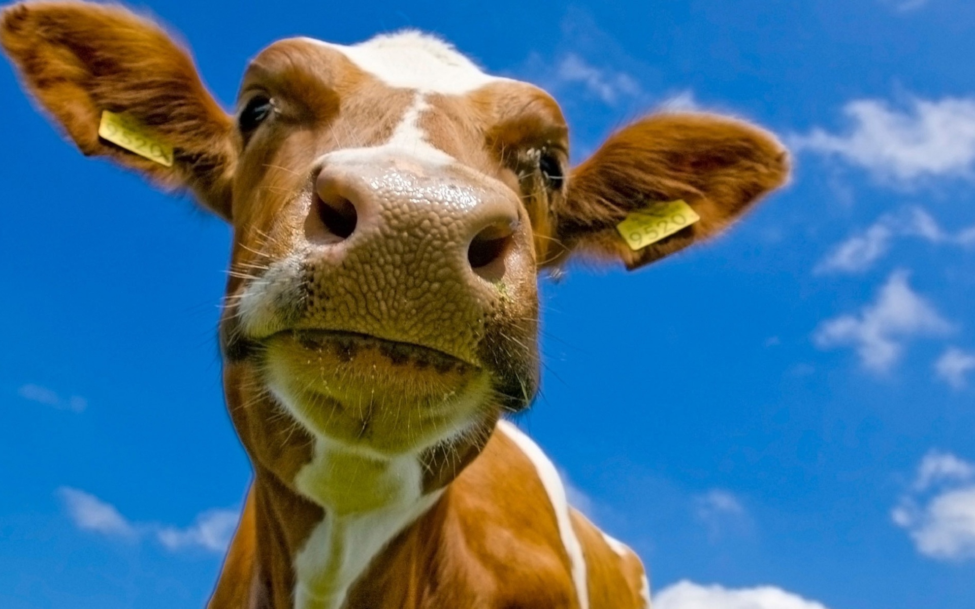 Dừng lại để chiêm ngưỡng đầu bò trong hình ảnh. Đôi mắt tròn to và sừng cong hiện lên trên đầu chú bò, khiến bạn không thể rời mắt khỏi nó. Hãy cùng ngắm nhìn vẻ đẹp độc đáo của đầu bò này.