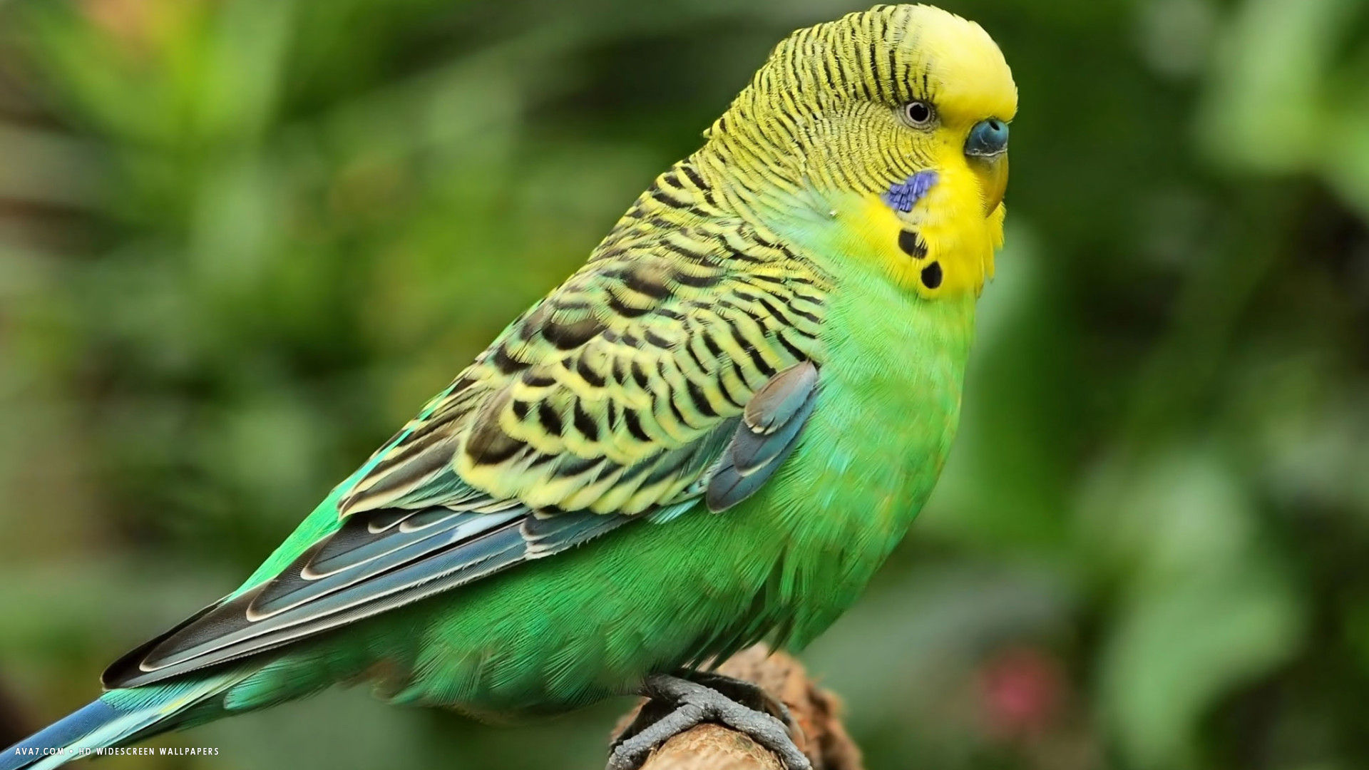Budgie Melopsittacus Undulatus Bird Nice Green HD Widescreen
