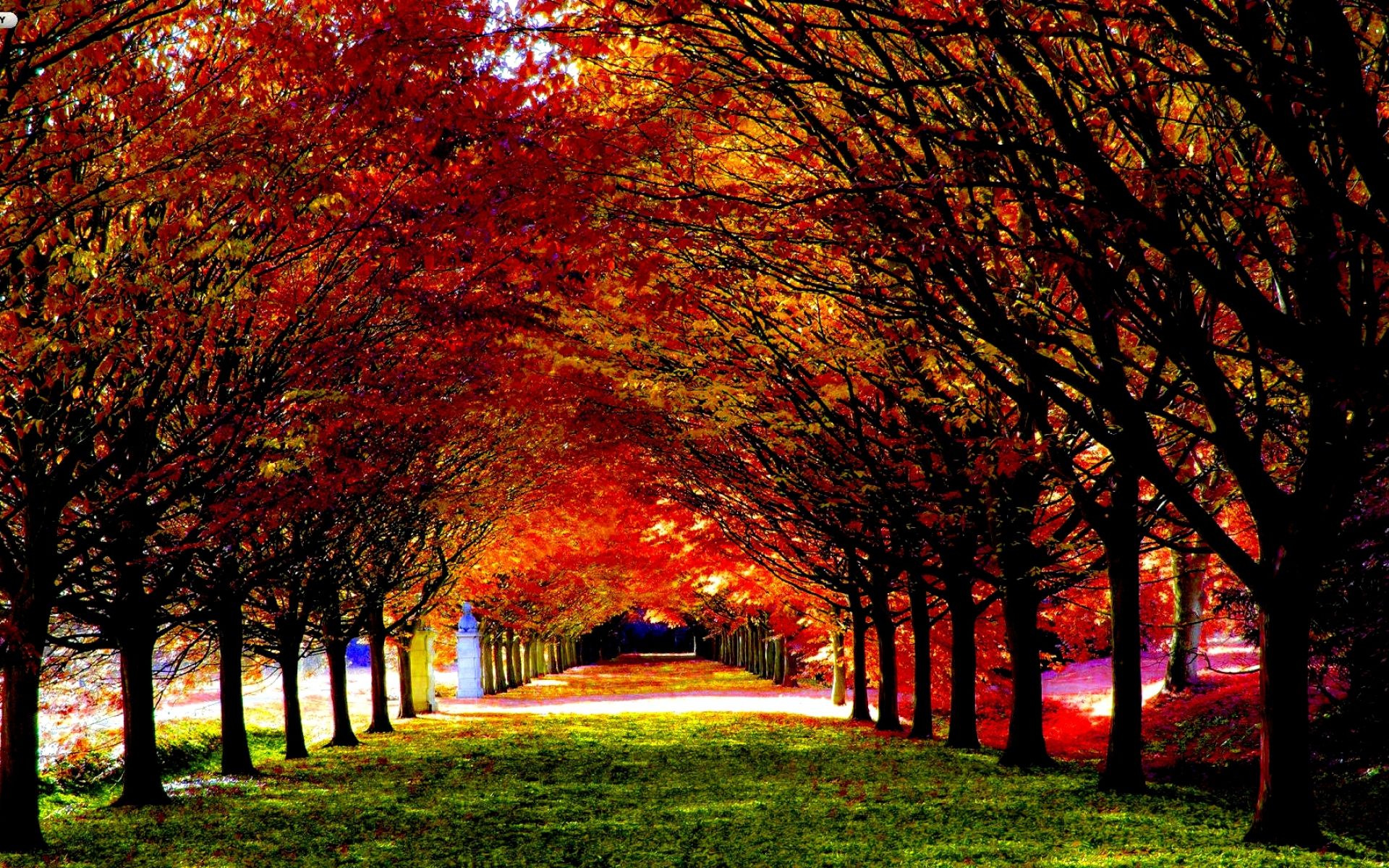 Earth Fall Season Nature Leaf Tunnel Path HDr Wallpaper Herfst