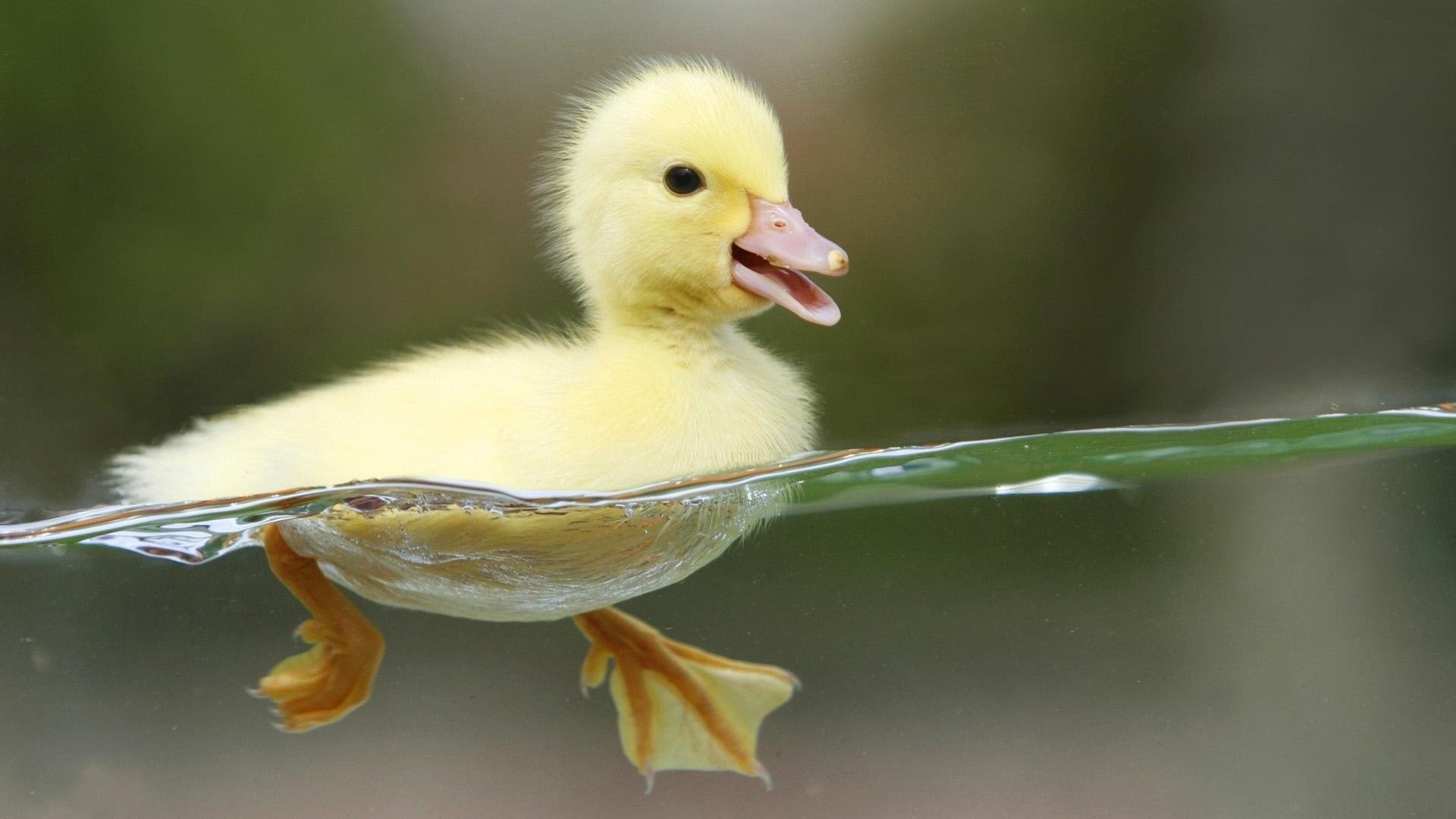 Duck HD Wallpaper Background Image