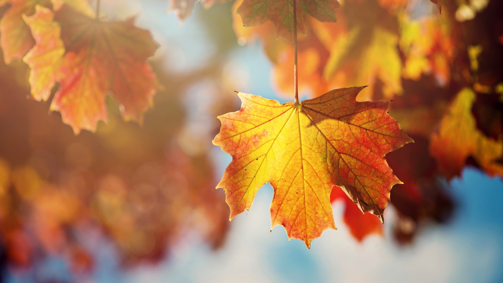 Maple Leaves Wallpaper
